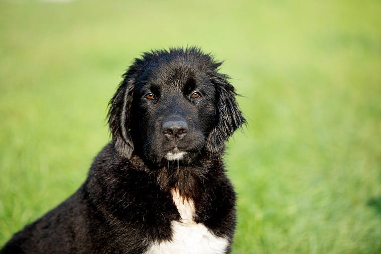 Short-coated Black and White Dog on Lush Pasture Selective Focal Photo