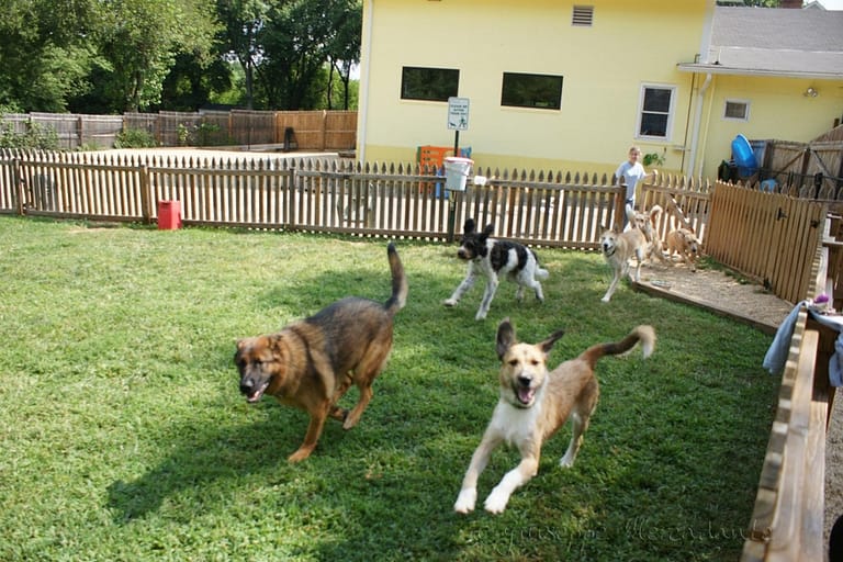 a dog is standing in the grass - File:Running in the grass yard@Affectionate Pet Care.JPG