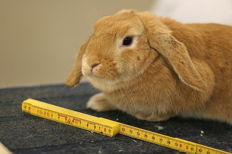 a small brown rabbit - File:Measure once, pet twice (5670167633).jpg