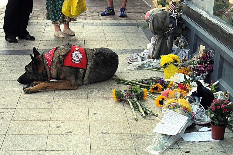 Service Dog at Boston Marathon Memorial (8682044042) - a dog laying on the ground