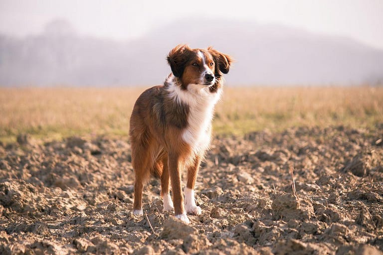 Fluffy dog standing on dirt - Image of Cat care and behavior, An image of a fluffy