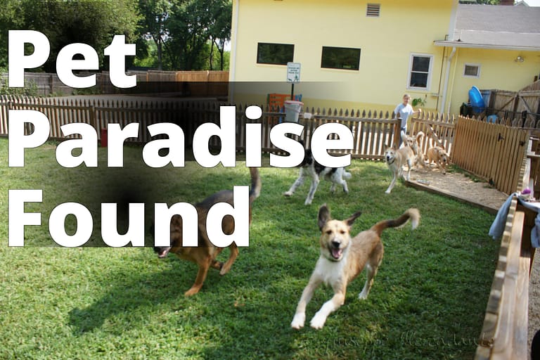 Running in the grass yard@Affectionate Pet Care - a group of dogs playing in a yard