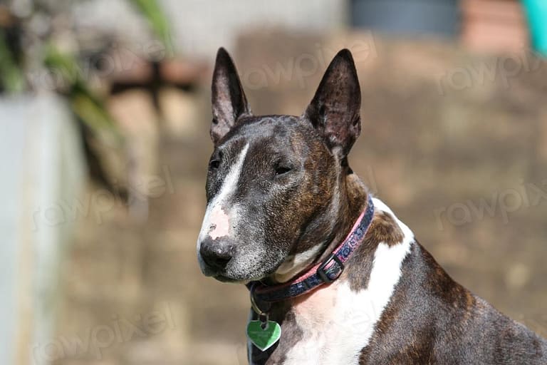 Bull Terrier, pet portrait. View - a dog with a collar sitting on a bench