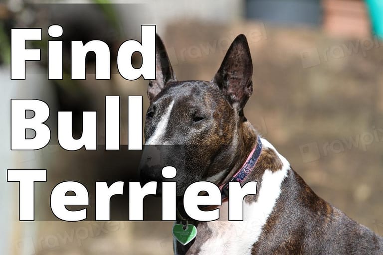 Bull Terrier, pet portrait. View - a dog with a collar sitting on a bench