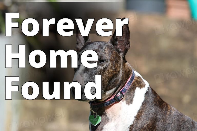 Bull Terrier, pet portrait. View - a dog with a collar sitting on a bench