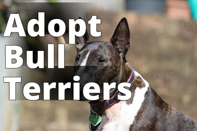 Bull Terrier, pet portrait. View - a dog with a collar sitting on a bench