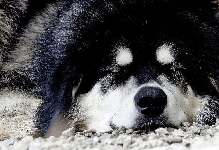 Big dog. Skagway. Alaska. Husky - a dog laying on the ground with its head down