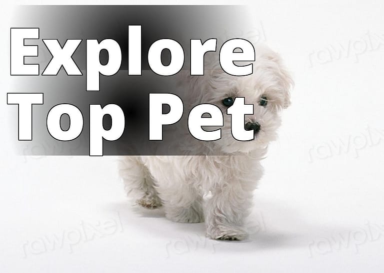 Free white fluffy dog image - a small white dog standing on a white surface