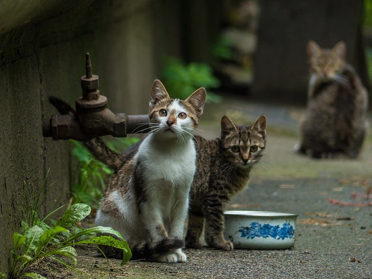 kittens, stray, outdoors