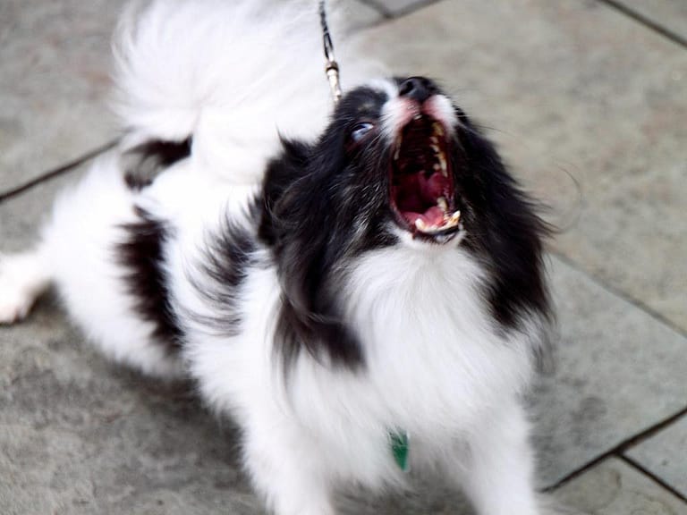 a small dog with a leash and a leash - Aggressive Dog