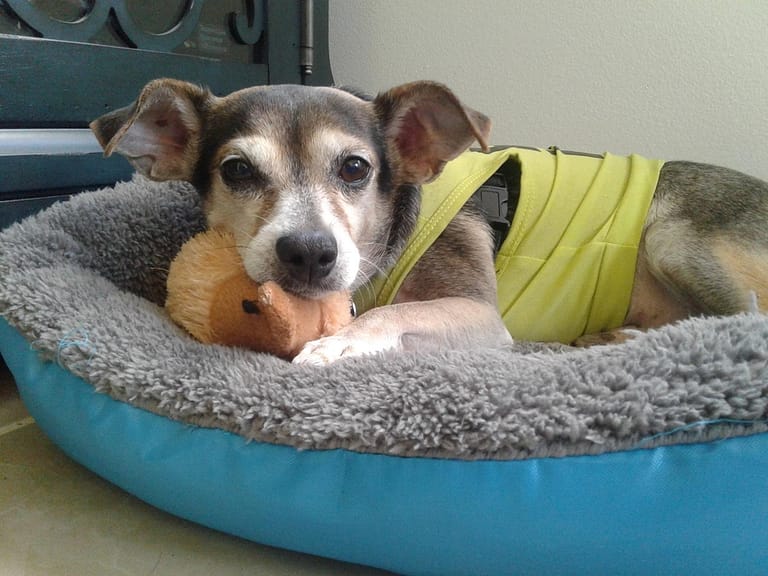 Small dog in doggy bed - a dog laying in a dog bed with a stuffed animal