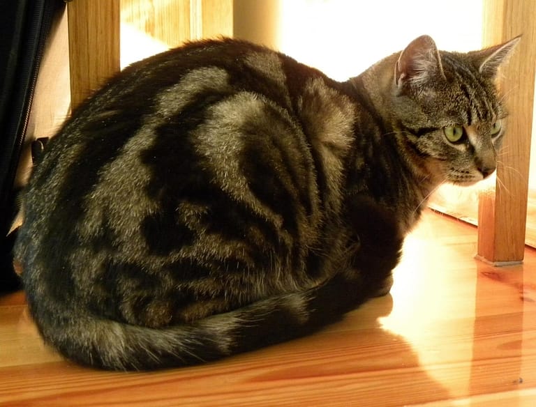 File:Mixed breed cat 03.JPG - a cat sitting on the floor in front of a door