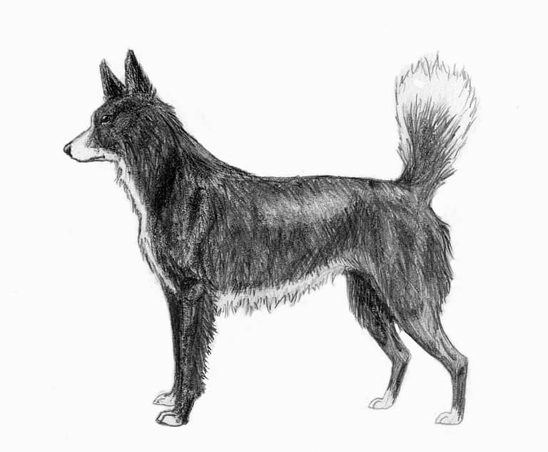 a black and white dog with a black and white background - File:Tahltan Bear Dog sketch2.jpg