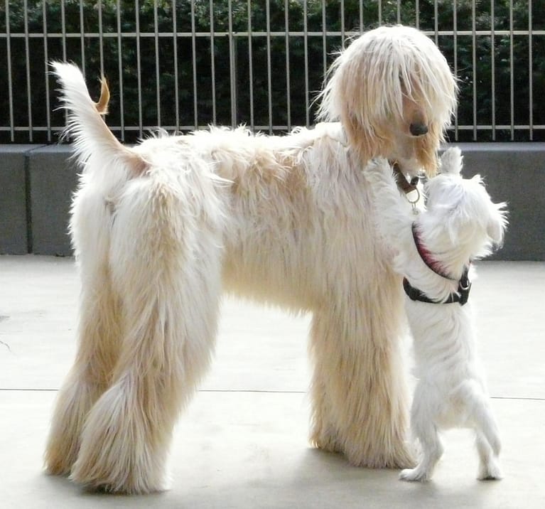 File:Small Dog Confidence (6034999613) (cropped).jpg - a dog with a white dog in front of a fence