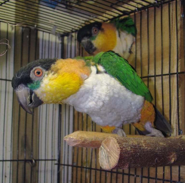 two birds on a perch - File:Black-headed Caique adult pets in cage.JPG