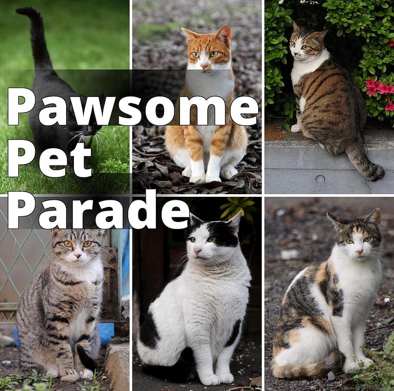 File:Collage of Six Cats-01.jpg - four different cats are sitting on the ground