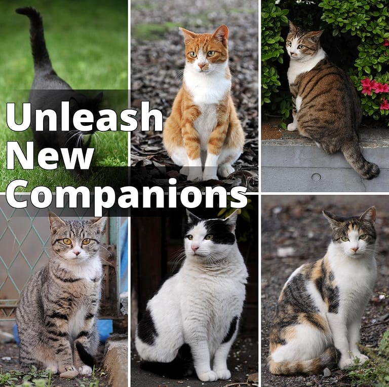 File:Collage of Six Cats-01.jpg - four different cats are sitting on the ground