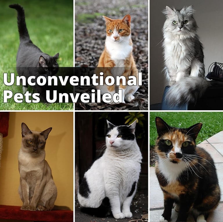 File:Collage of Six Cats-02.jpg - a col of four different cats sitting on the ground