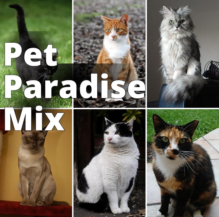 File:Collage of Six Cats-02.jpg - a col of four different cats sitting on the ground