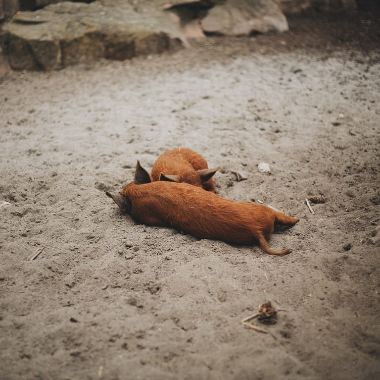 two pigs lying on sand during daytime
