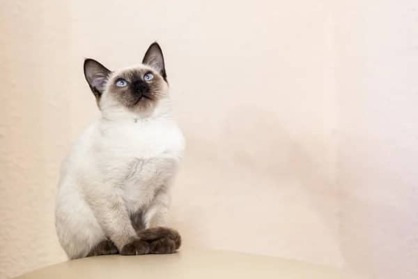 Portrait of beautiful Siamese cat. Cute siamese kitten posing  Stock Photo, Image