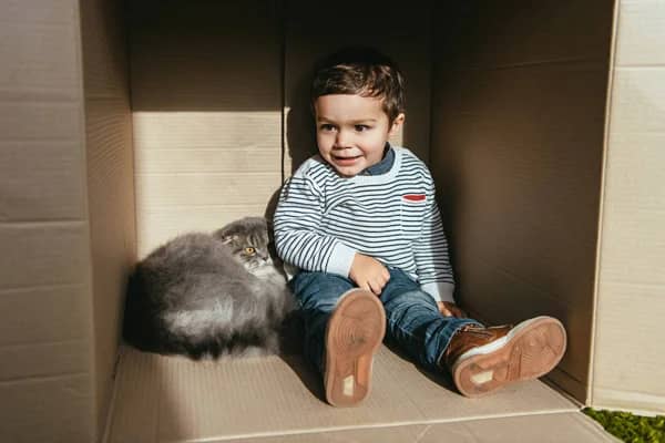 Smiling Boy Sitting British Longhair Cat Cardboard Box  Stock Photo, Image