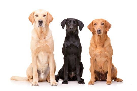 Studio shot of an adorable Golden retriever, Labrador retriever and a mixed breed dog