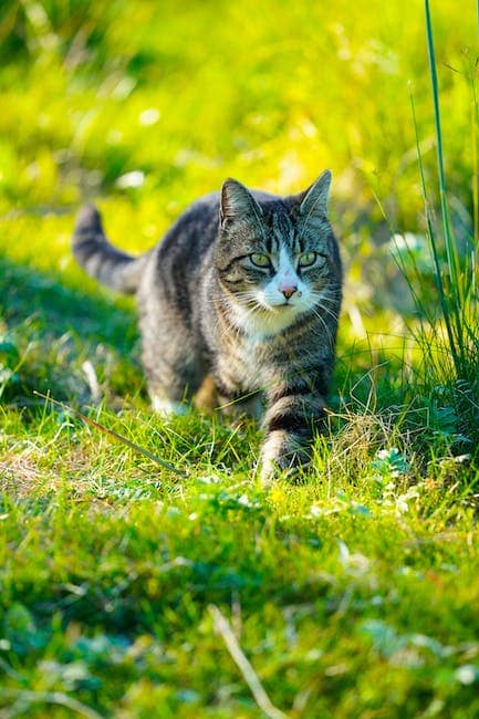 Tabby Cat on Green Grass
