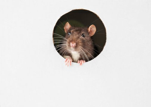 Cute funny rat looking out of hole in white cardboard