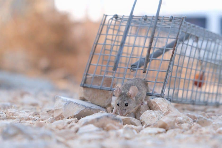 Close-Up Shot of a Small Mouse Escaping From a Trap