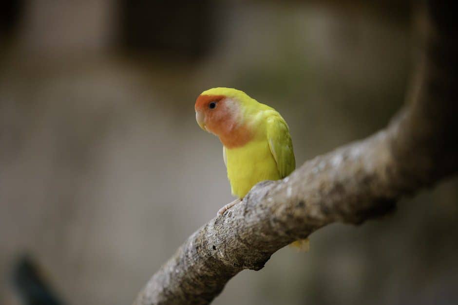 Lovebird Perched on a Branch