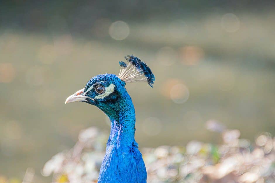 Selective Focus Photo of a Blue Peacock