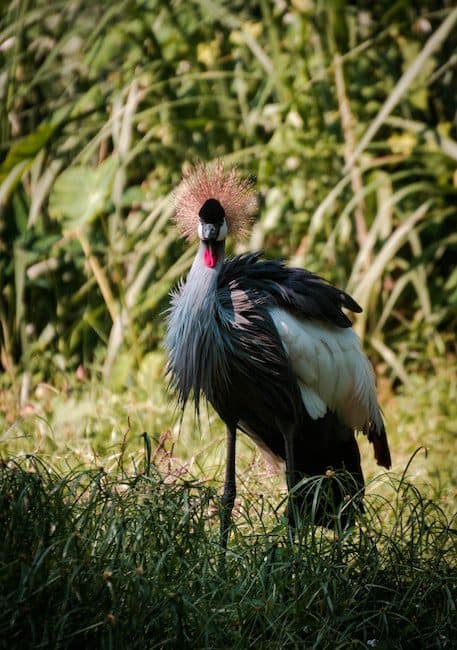 Shallow Focus Photo Of Black Crowned Crane