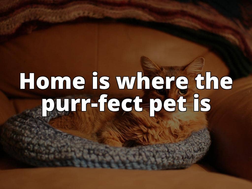 Best Pets to Keep at Home: Your Complete Guide