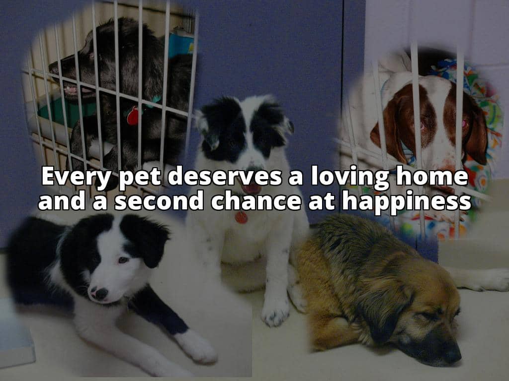 Find Pets Needing Homes: The Essential Adoption and Care Handbook