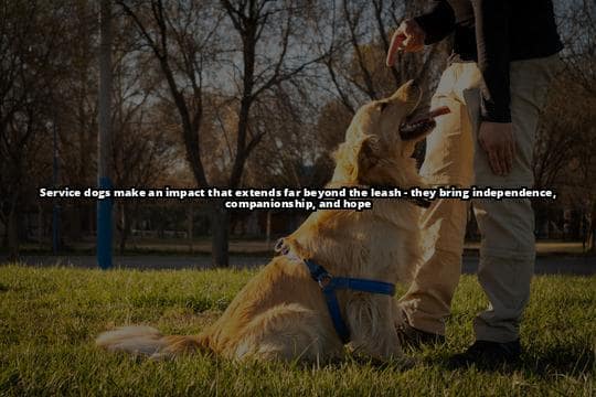 Service Dog 101: Mastering Training, Rights, and Impact