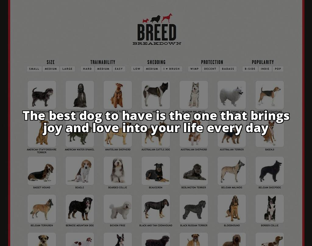 Choosing the Best Dog to Have: Your Ultimate Guide