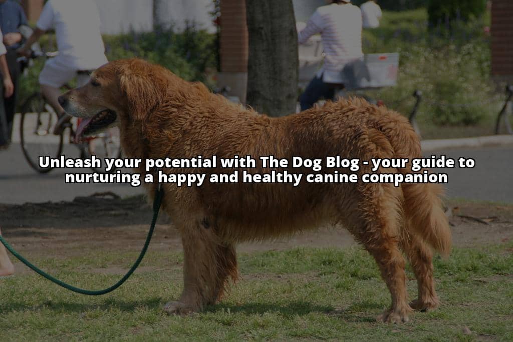 Discover The Dog Blog: Your Go-To Resource for Canine Care