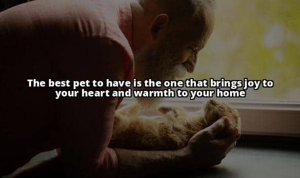 The Ultimate Guide to Choosing the Best Pet to Have as Your Companion