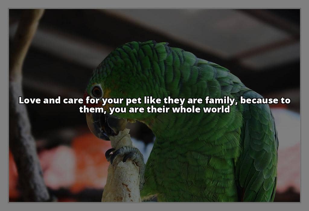 The Ultimate Guide to Caring for Your Pet: 8 Vital Ways