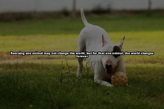English Bull Terrier Rescue Center: Expert Adoption Tips